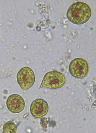 sapete identificarle?